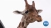 San Antonio Wildlife Ranch Celebrates, Protects Endangered Animals