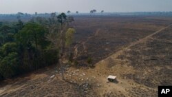 ARCHIVO - El ganado pasta en tierras recientemente quemadas y deforestadas por ganaderos cerca de Novo Progresso, estado de Pará, Brasil, el 23 de agosto de 2020.