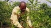 Coffee, Bananas Grow Together to Fight Climate Change
