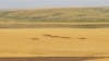 ‘Crop Circles’ Muncul di Ladang Gandum AS
