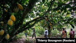 Des femmes d'une association locale de producteurs de cacao marchent dans une ferme de cacao à Djangobo, dans l'est de la Côte d'Ivoire. (Photo REUTERS/Thierry Gouegnon )