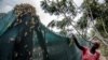 Africa's Locust Outbreak Far From Over 