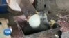 Une entreprise kényane transforme les déchets plastiques en images 3D